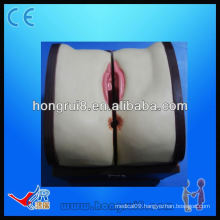 Advanced Female IUD Training model,contraceptive iud